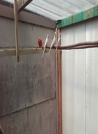 tuin