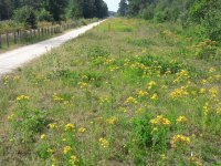 blakheide104